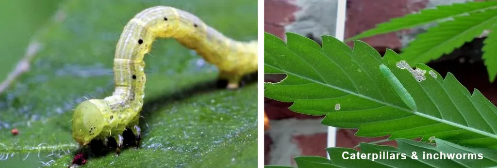 Caterpillars-and-inchworms-pests-on-cannabis-info-and-answers