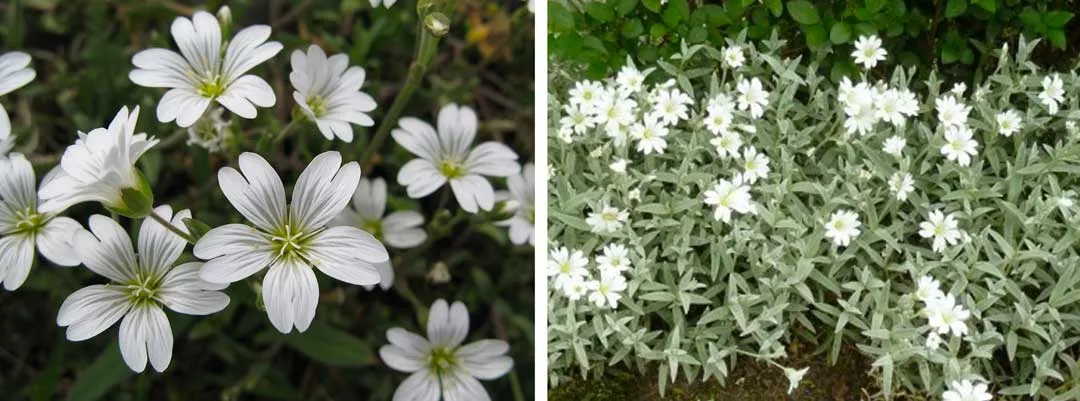 Cerastium-plant-for-cannabis-nice-white-flowers.