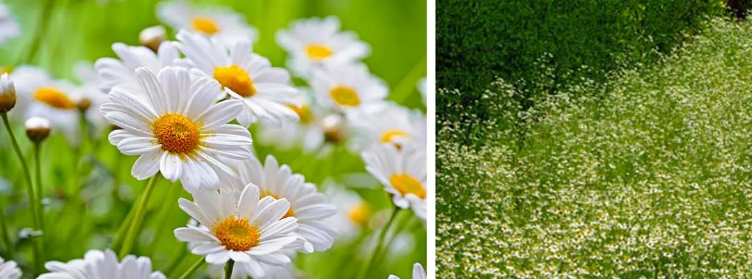 Chamomile-an-aromatic-companion-plant-for-cannabis