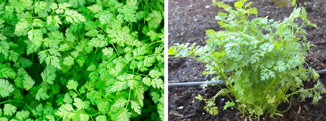 Chervil-is-said-to-attract-aphids