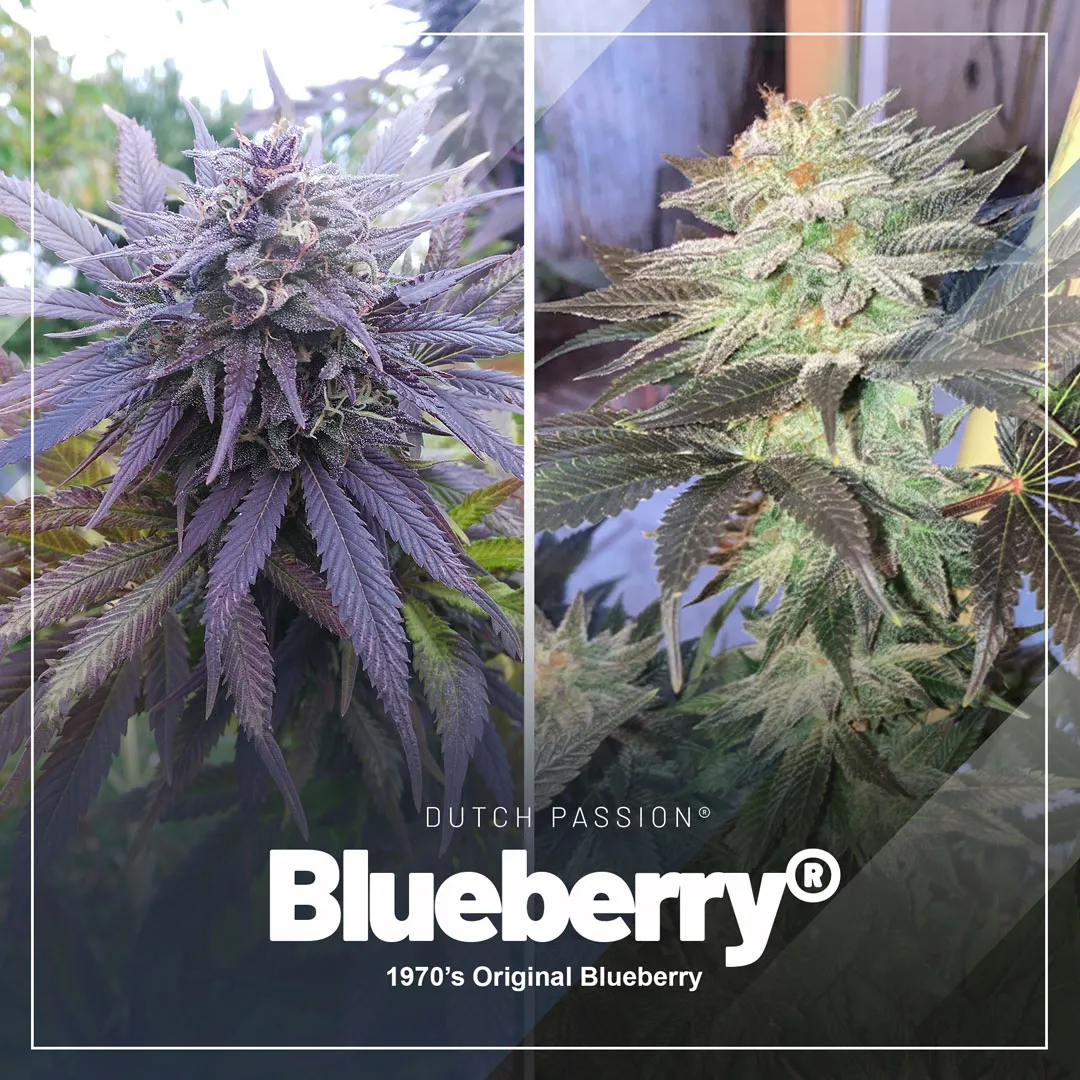Classic-90s-blueberry-cannabis-seeds