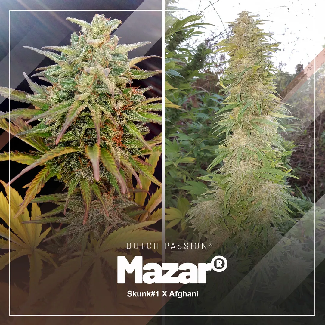 Classic-Mazar-cannabis-variety-from-the-90s