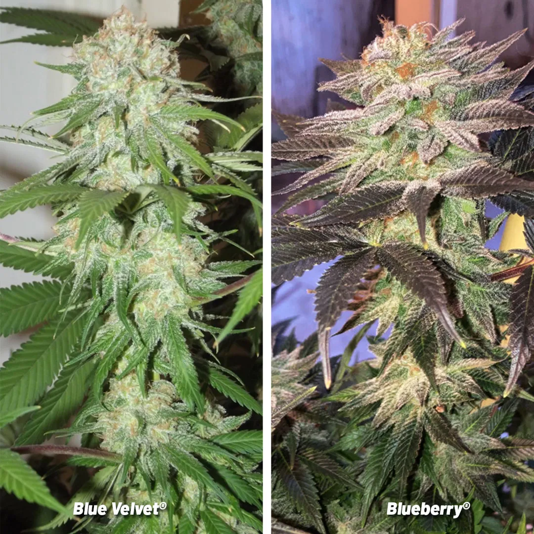 Classic-blue-velvet-the-fruity-forgotten-strain
