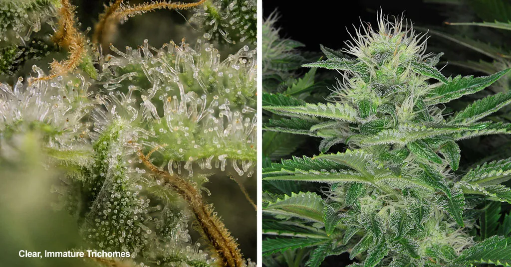 Clear-trichomes-when-to-harvest-cannabis-ripening