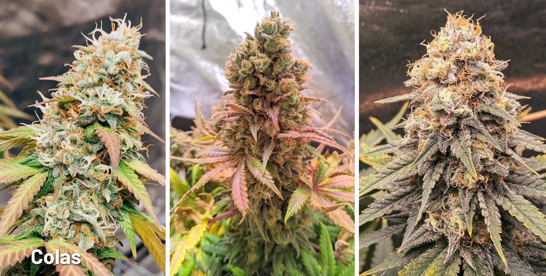 Colas-main-flower-stem-cannabis-buds-explained-parts