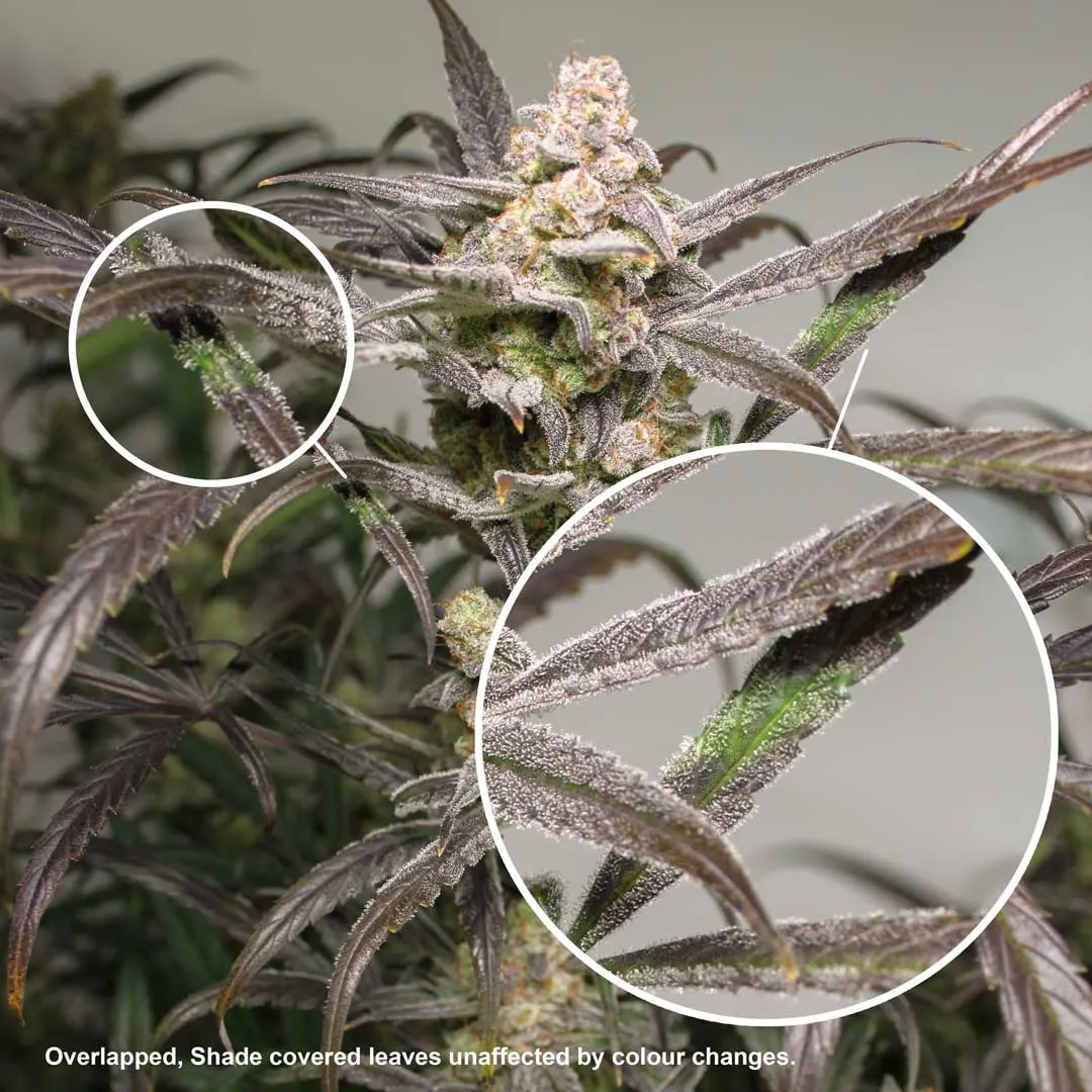 Colour-changes-in-plants-caused-by-light