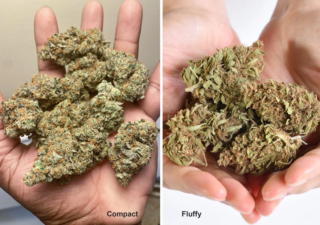 Compact-vs-fluffy-buds-how-to-get-them