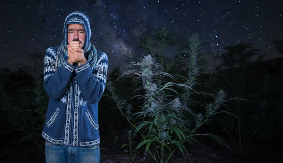 Koelere nachttemperaturen bij het buiten kweken van cannabis