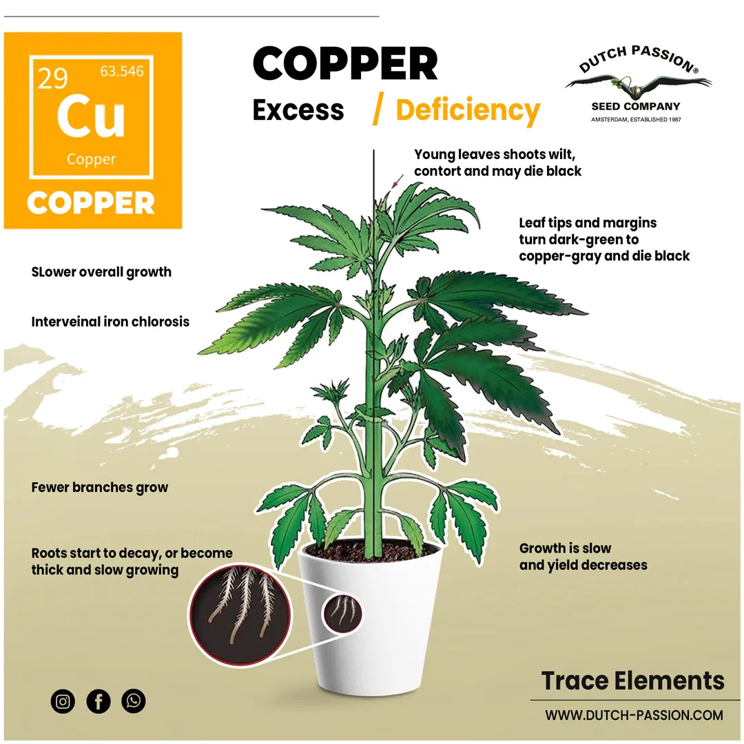 Copper deficiency in a cannabis plant