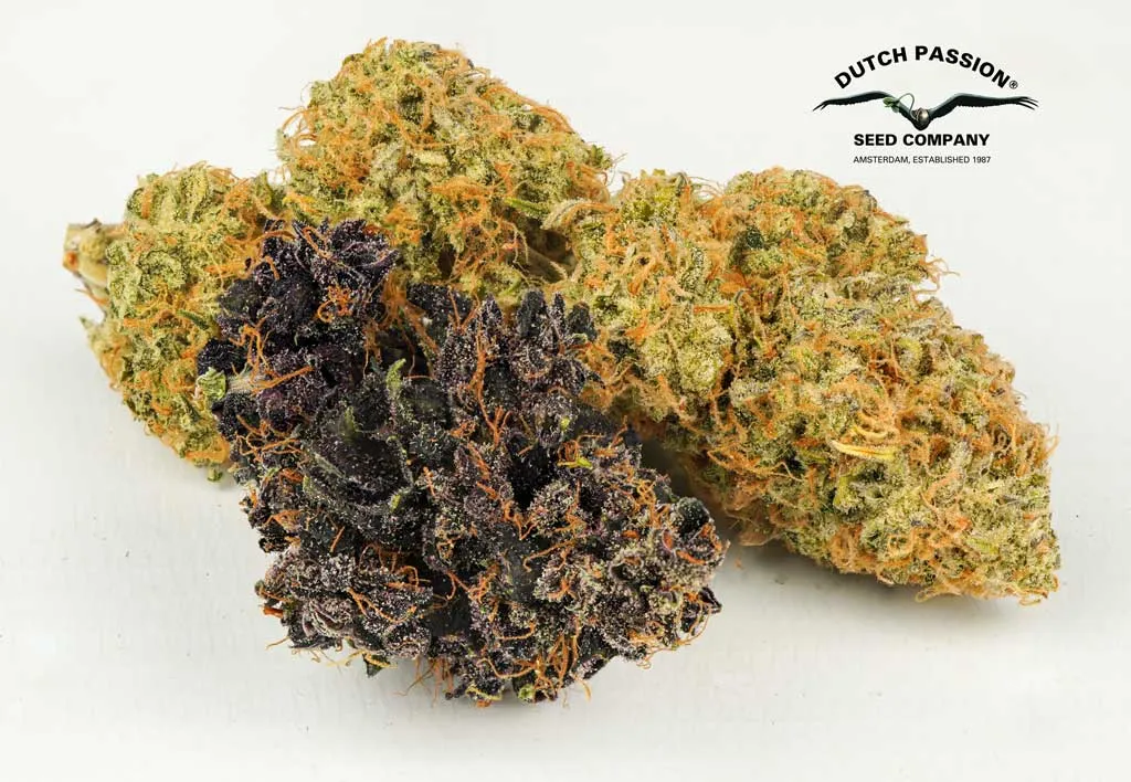 Create-a-unique-terpene-cannabinoid-blend