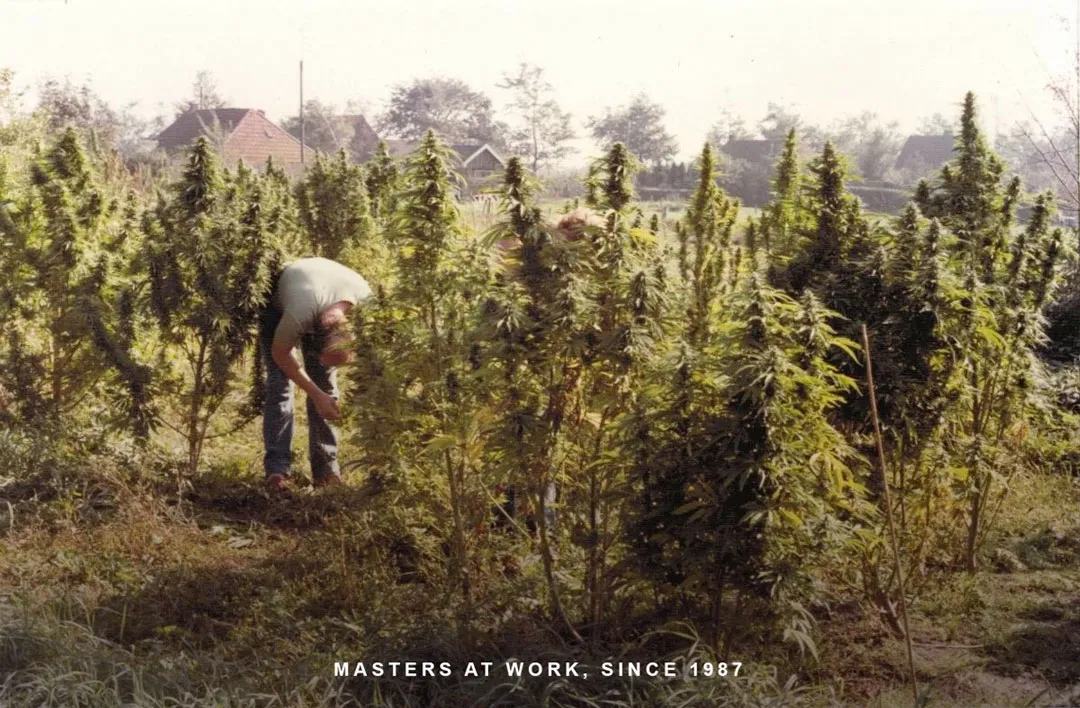 Creating-dutch-outdoor-varieties-in-the-Netherlands