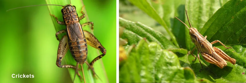 Crickets-pests-on-cannabis-help