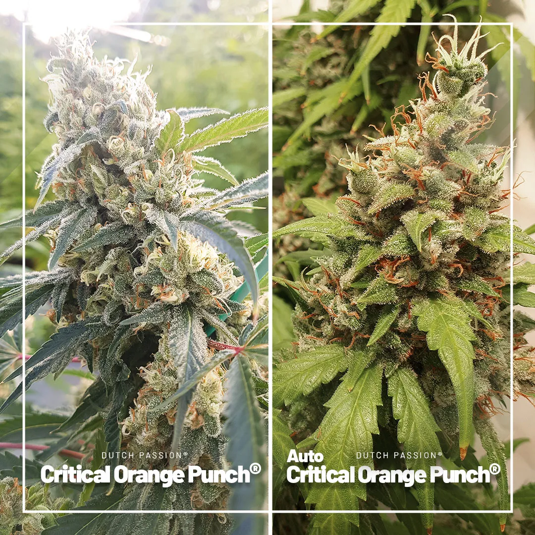 Critical-Orange-Punch-and-autoflower-budget-cannabis-seeds