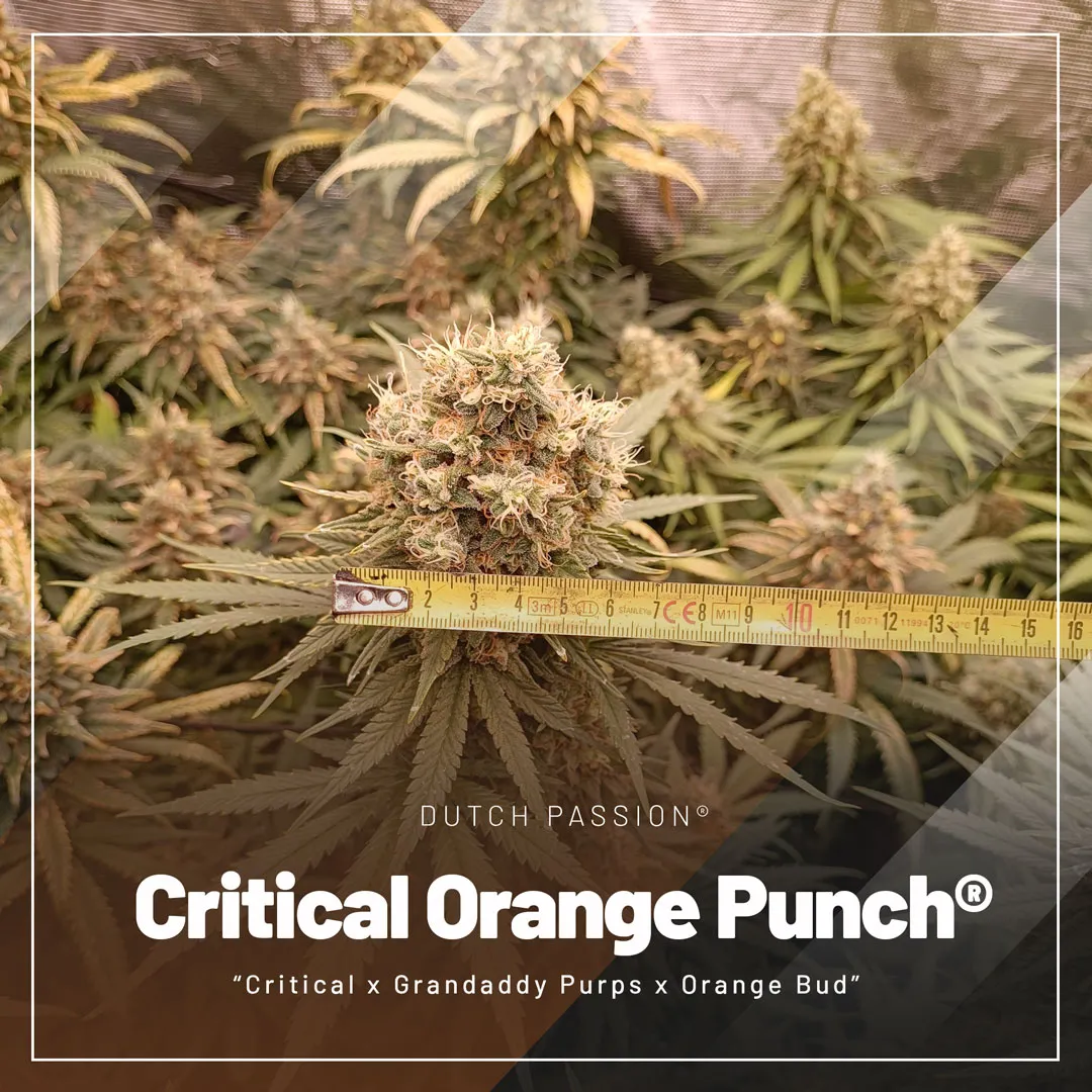 Critical-Orange-Punch-dutch-passion