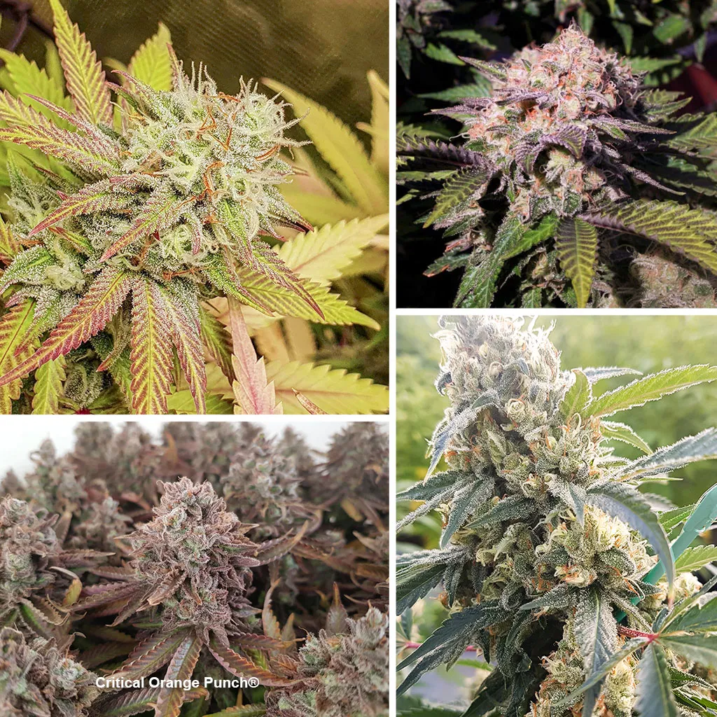 Critical-Orange-Punch-dutch-passion-budgetvariety-high-thc-easy