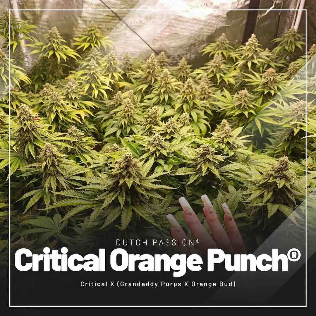 Critical-Orange-Punch-easiest-feminised-cannabis-seeds-to-grow-indoors
