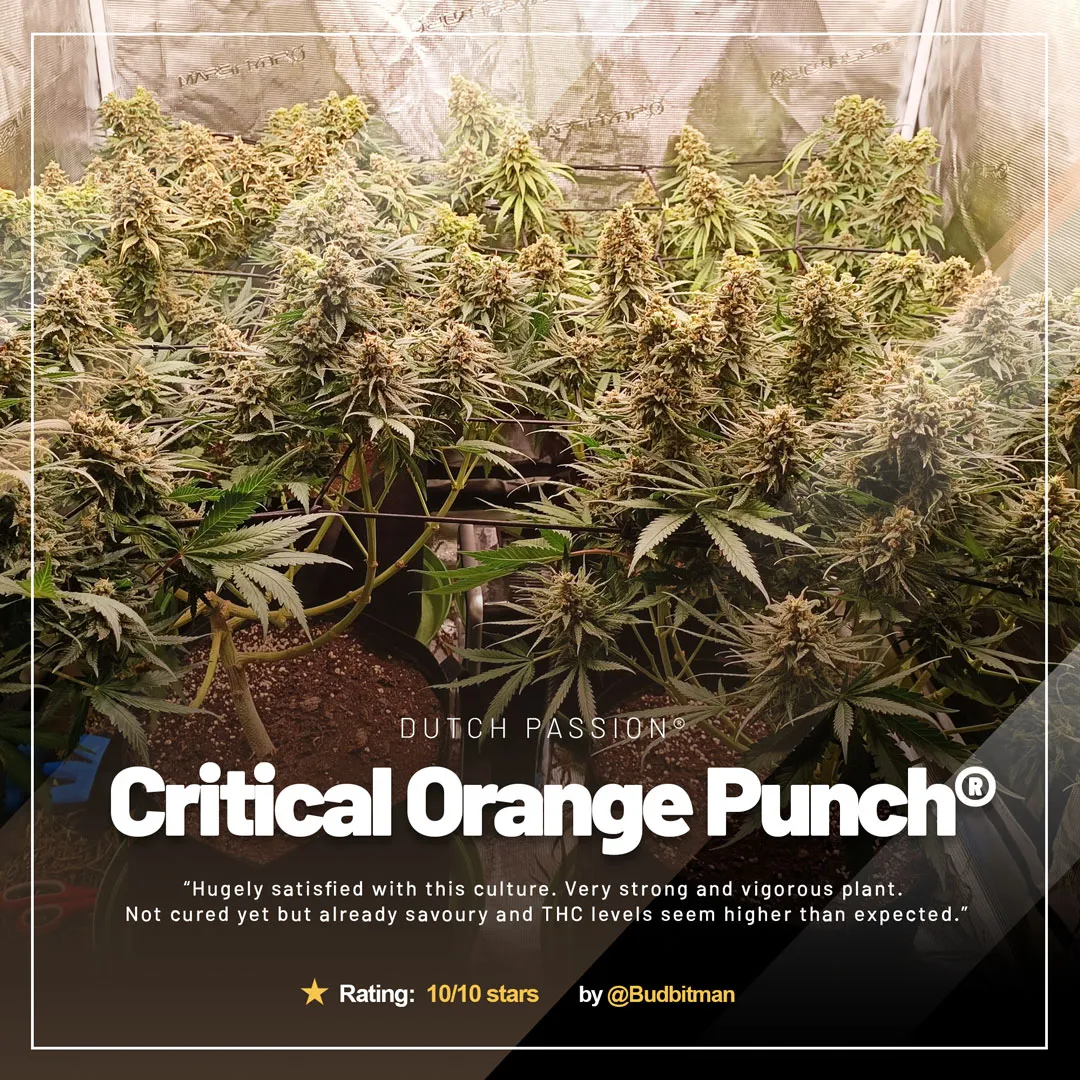 Critical-Orange-Punch-grow-review-amazing-frosty-buds