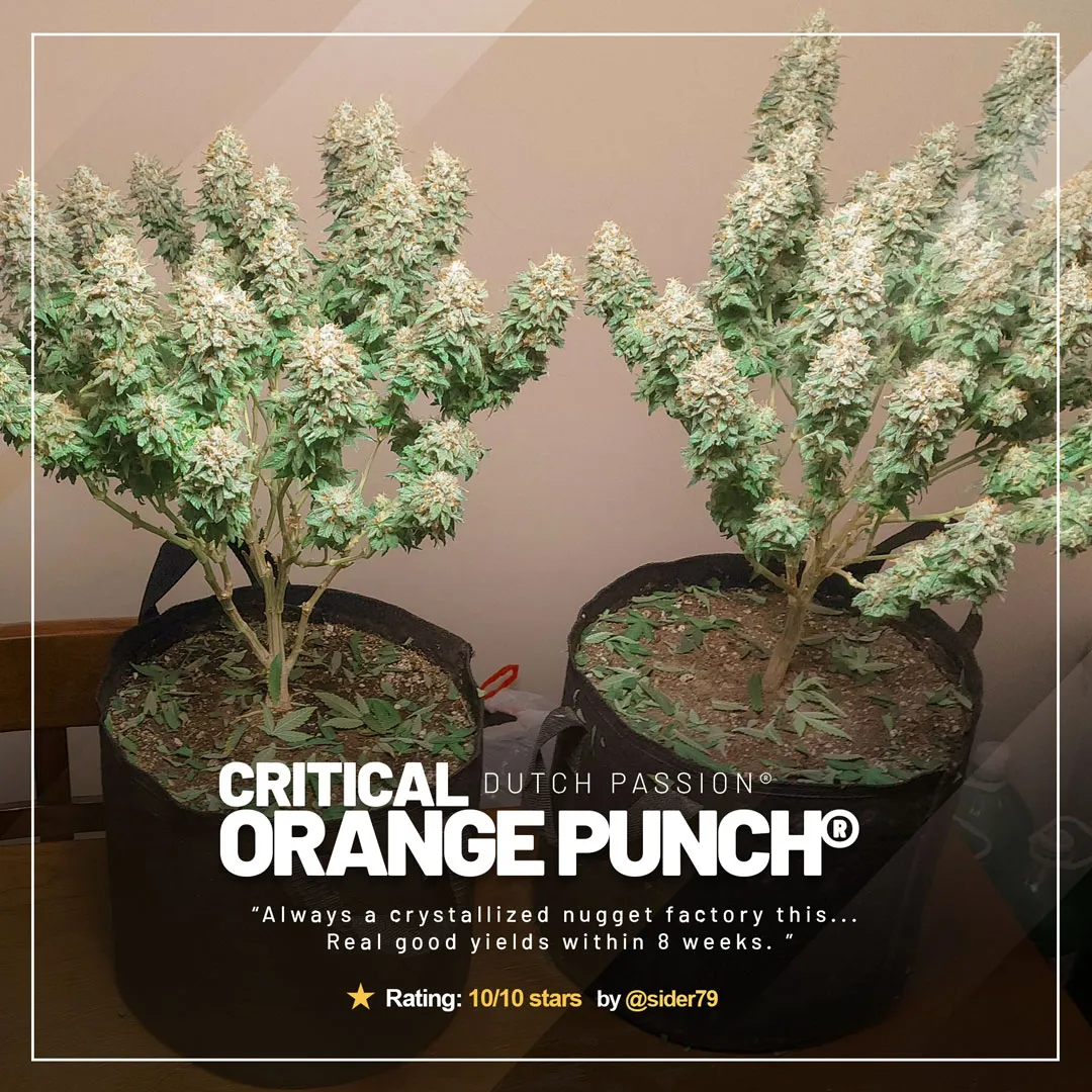 Critical Orange Punch by @sider79