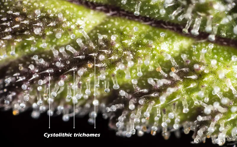 Cystolithic trichomes