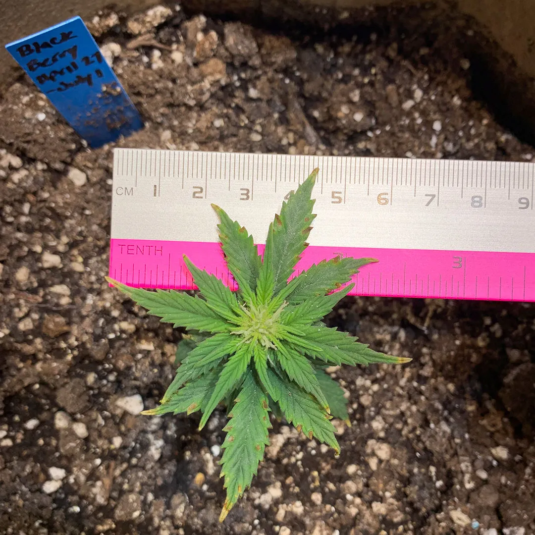 Damaged-tap-root-root-system-dutch-passion-seedling-slow-growth