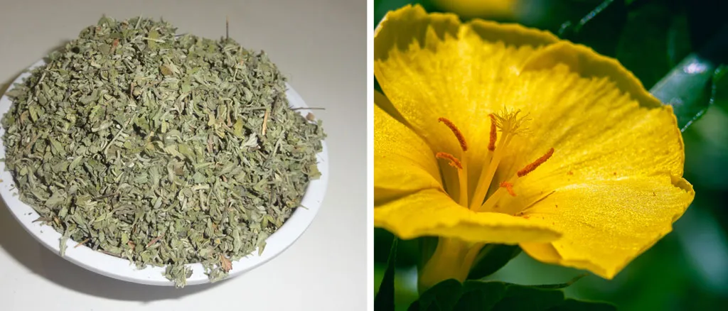 Damiana-dried-flower-plant-as-subsitude-for-tabacco-in-joints-weed