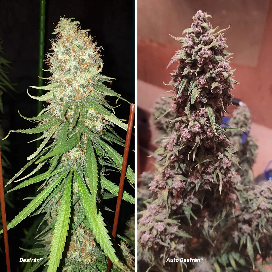 Desfran-and-auto-desfran-sativa-dominant-varieties-good-for-productivity