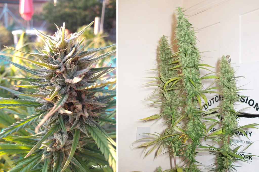 Desfran-long-flowering-sativa-dominant-cannabis-seeds-by-dutch-passion