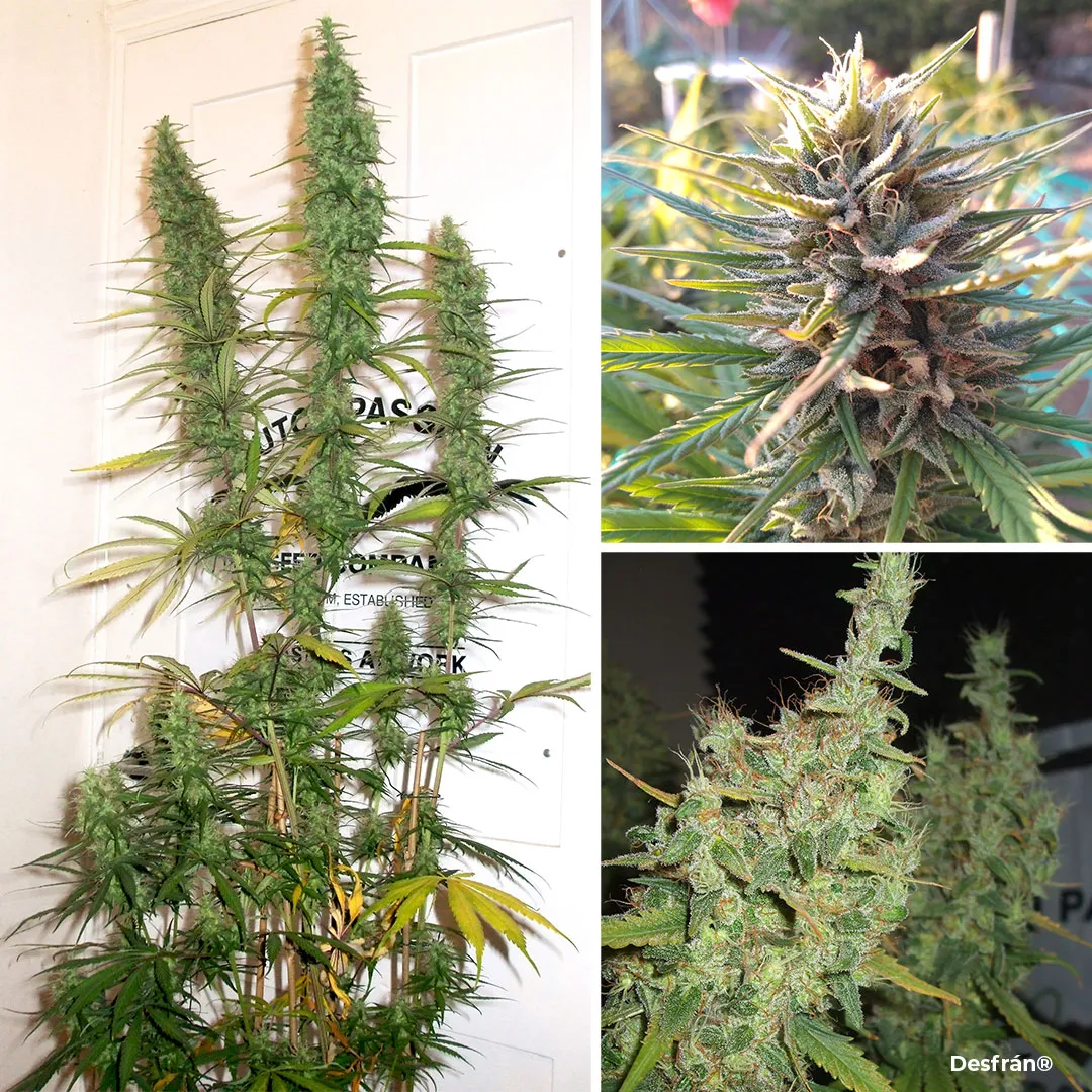 Desfrán, legendary pure Sativa
