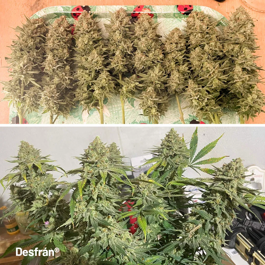Desfran-sativa-dutch-passion-variety-jungle