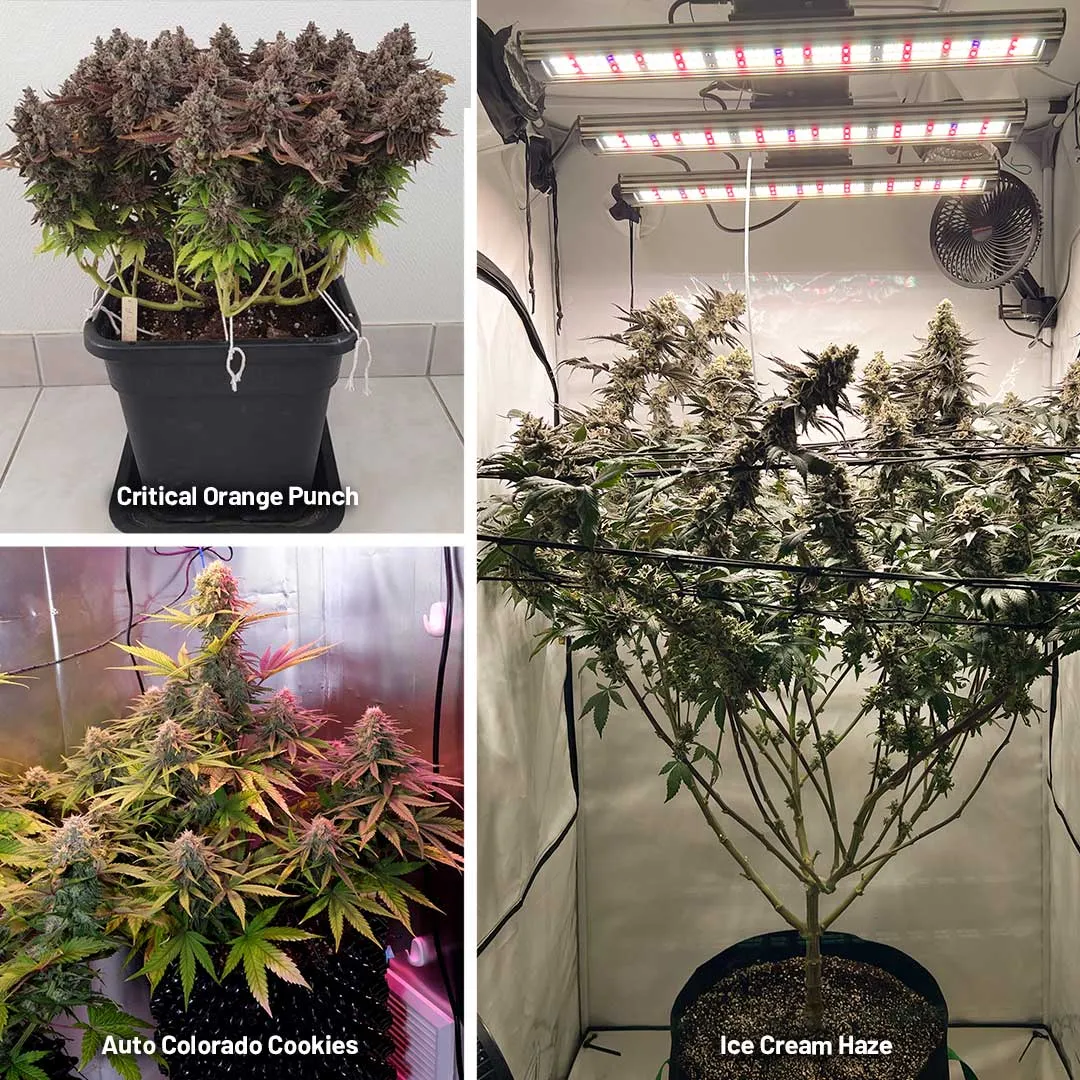 Different methods of growing and training cannabis