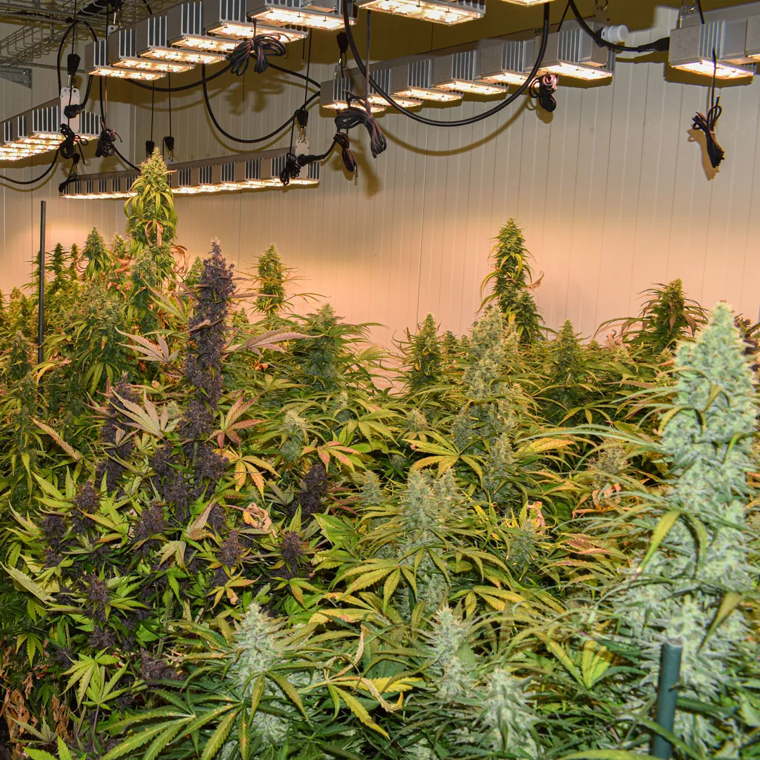Different-varieties-and-phenos-cannabis