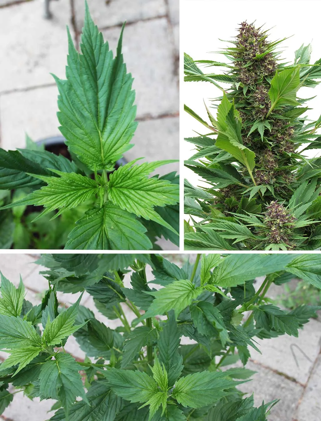 Ducksfoot-or-webbed-cannabis-leaves-stealth-leaf-cannabis