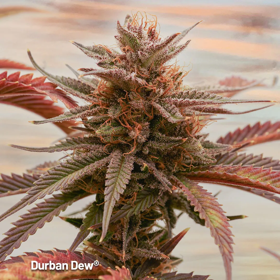 Durban-Dew-perfect-outdoor-cannabis-seeds-dutch-passion