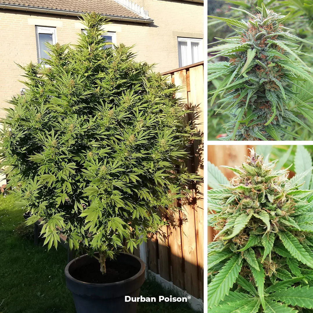 Durban-Poison-Dutch-Passion-seed-company-large-outdoor-cannabis-seeds