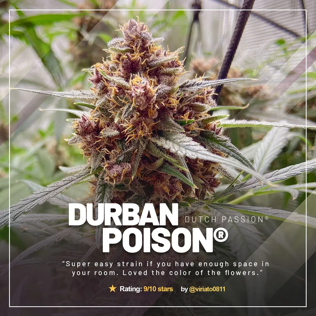 Durban Poison by @viriato0811 