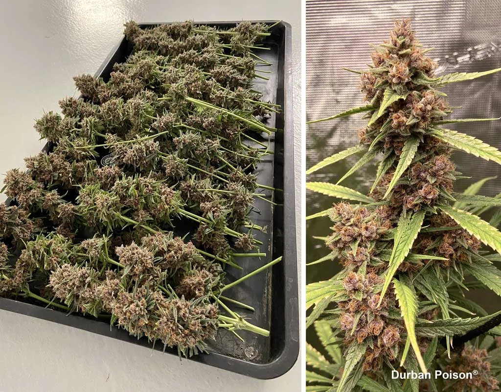 Durban Poison harvest by @viriato0811