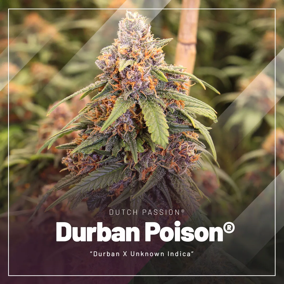 Durban-Poison-cannabis-seeds-by-Dutch-Passion