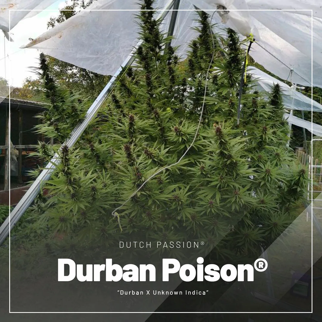 Durban-Poison-cannabis-seeds-regular