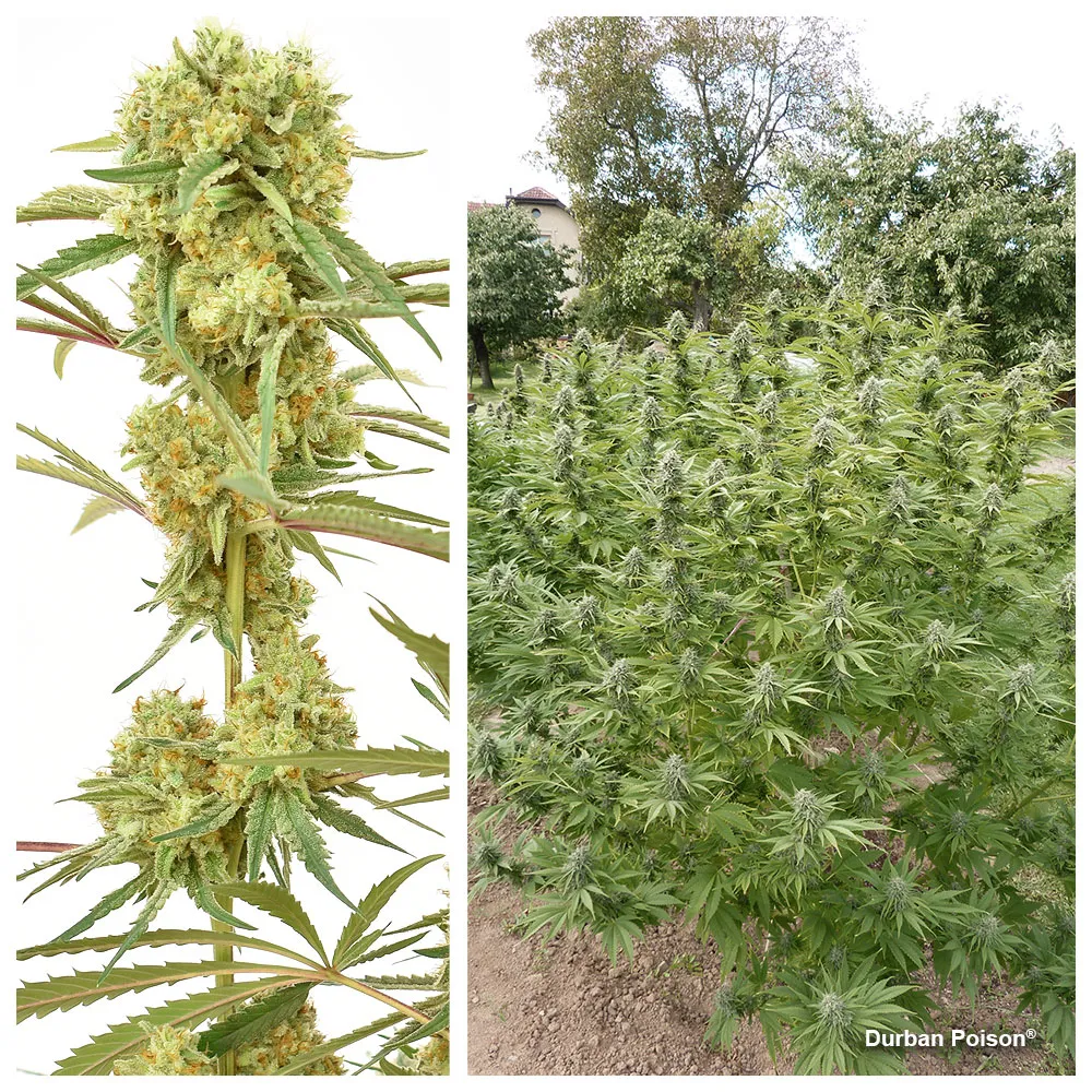 Durban Poison: Południowoafrykańska sativa, która pozostaje niezmiennie popularna wśród hodowców zewnętrznych