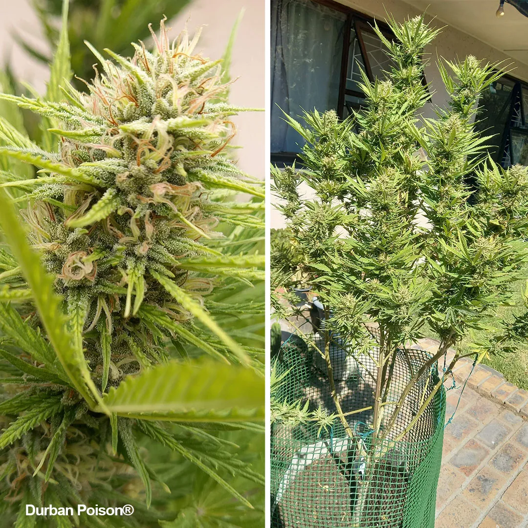 Durban-Poison-grow-of-the-month-02