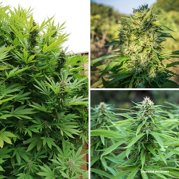 Durban Poison by Dutch Passion
