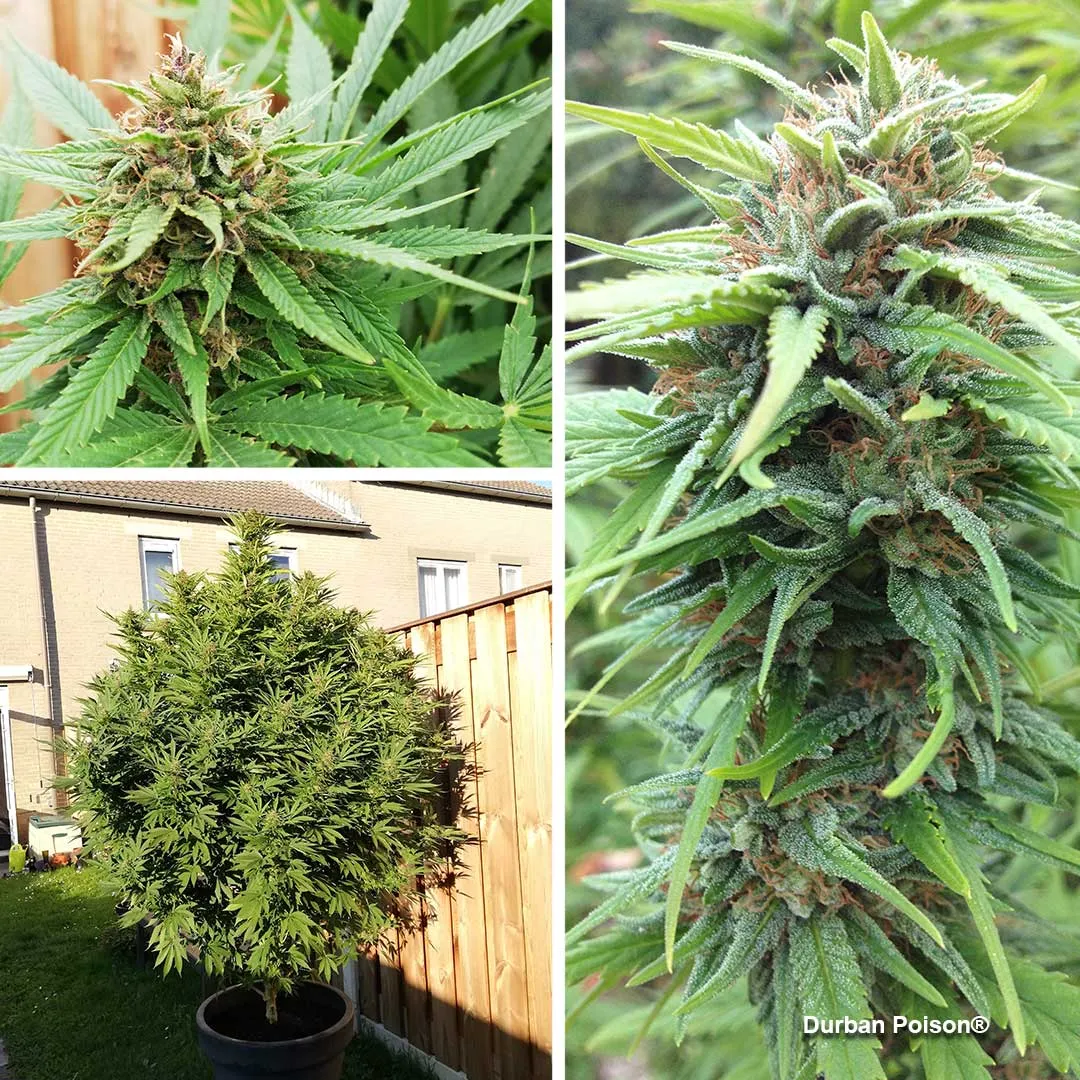 Durban Poison by Dutch Passion