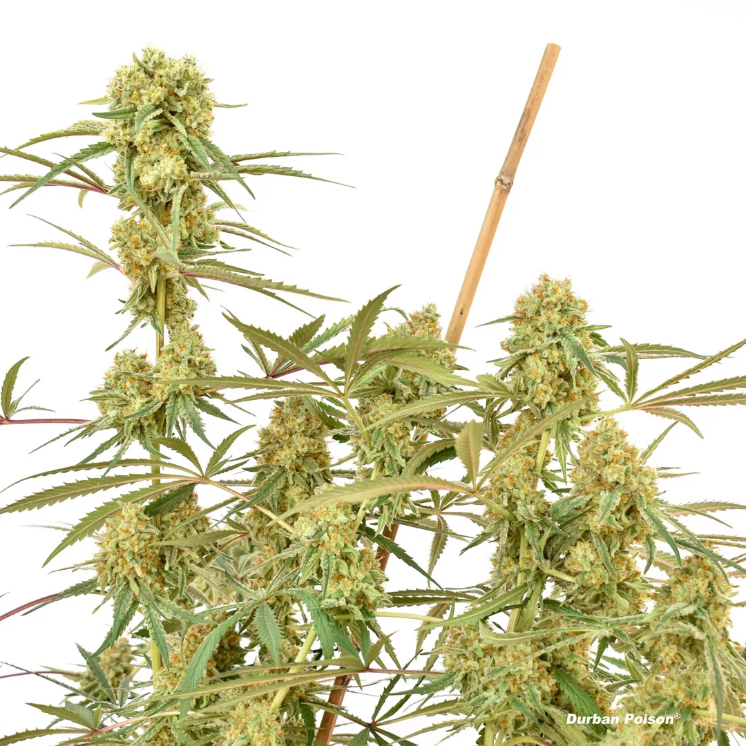 Durban Poison indoor grown