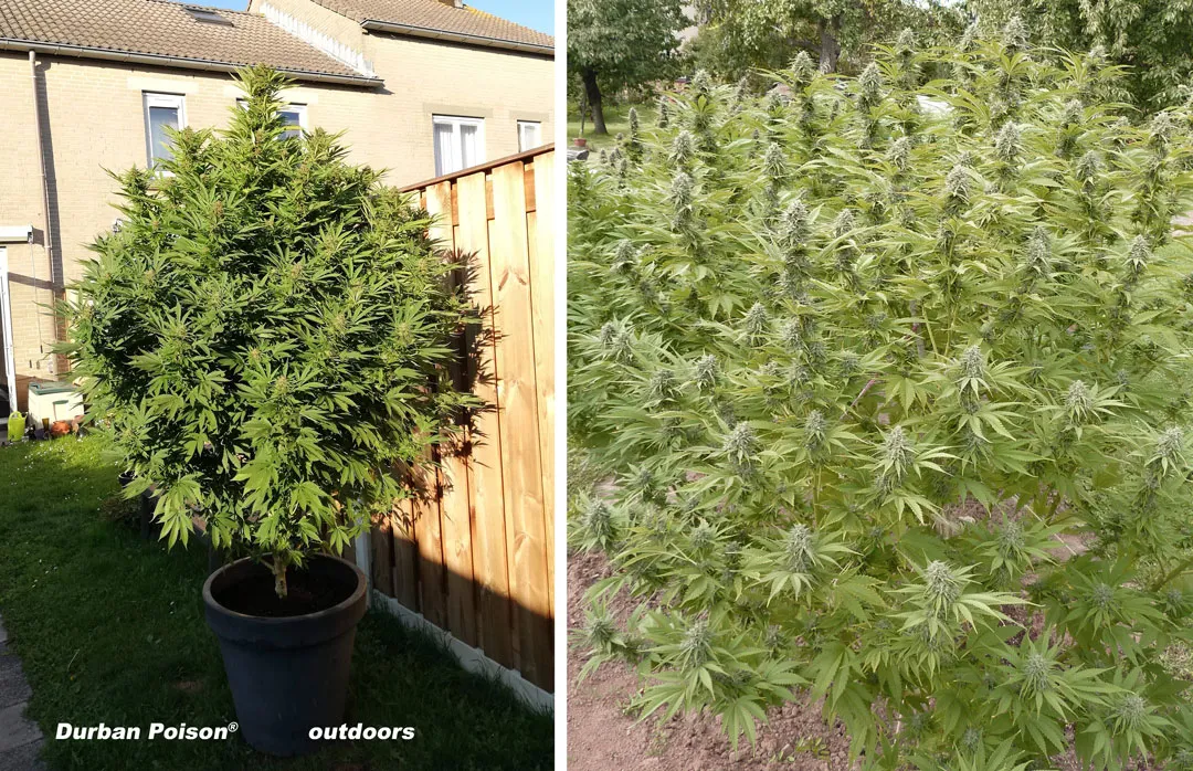 Durban Poison outdoors