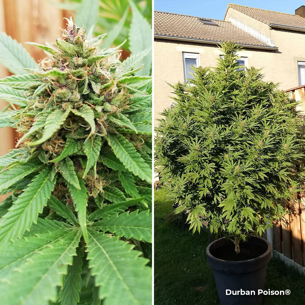 Durban Poison can really take a beating