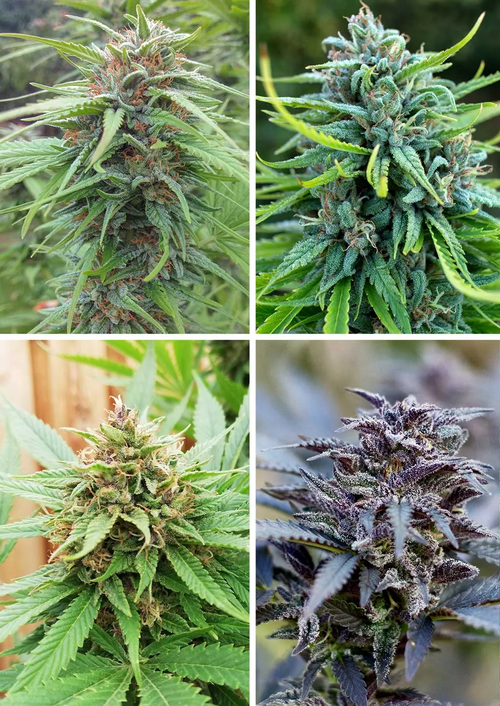 Durban-poison-outdoor-high-altitude-mountain-cannabis