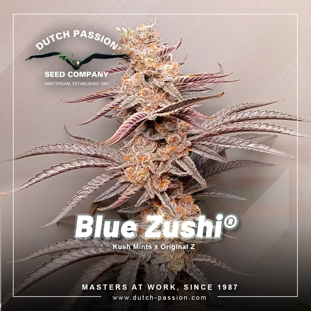 Dutch-Passion-Blue-Zushi