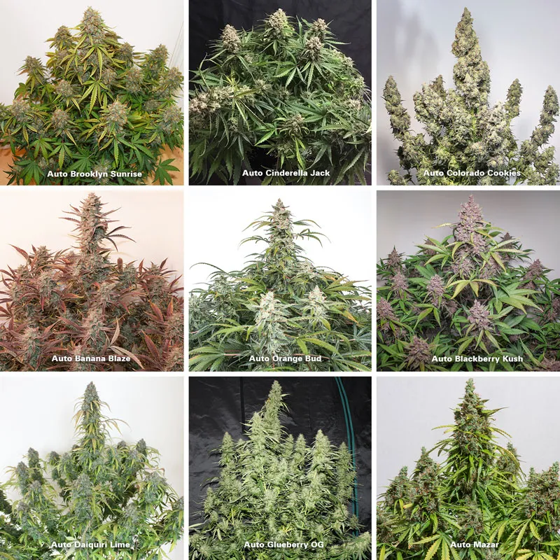 Dutch-Passion-autoflowers