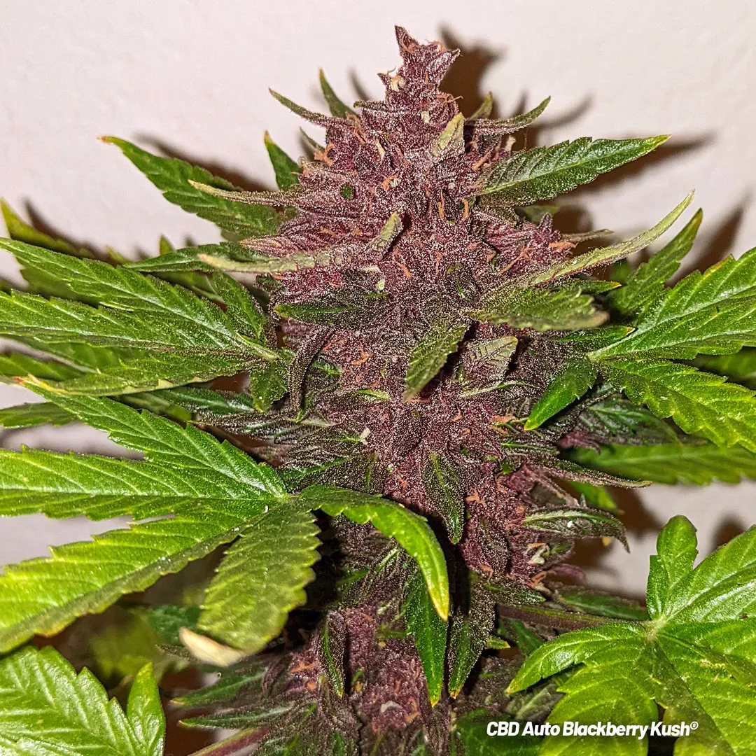 Dutch-Passion-cannabis-seeds-cbd-auto-blackberry-kush