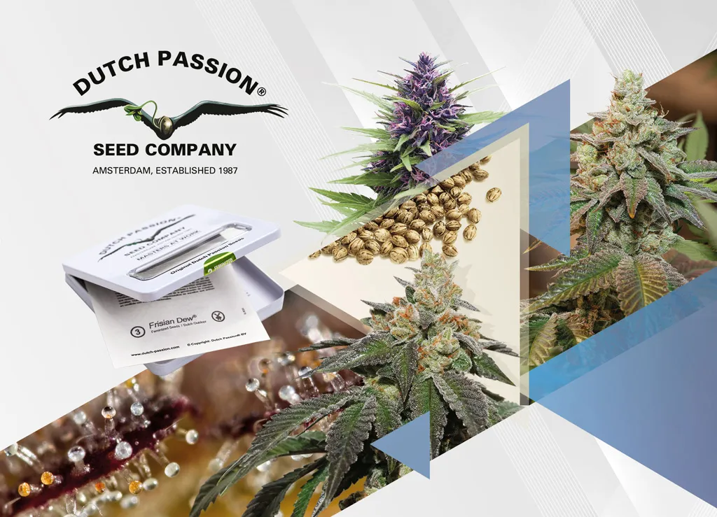Dutch-passion-buy-the-best-cannabis-seeds-online-easy